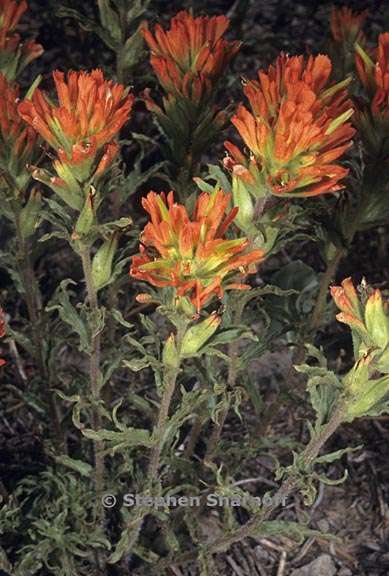 castilleja applegatei ssp pallida 1 graphic